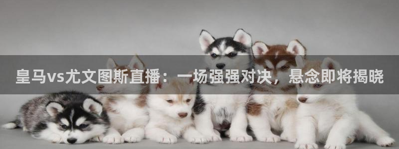 新球体育直播